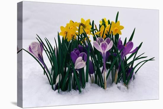 Crocuses and Daffodils in Snow-Darrell Gulin-Stretched Canvas