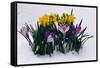 Crocuses and Daffodils in Snow-Darrell Gulin-Framed Stretched Canvas