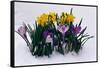 Crocuses and Daffodils in Snow-Darrell Gulin-Framed Stretched Canvas