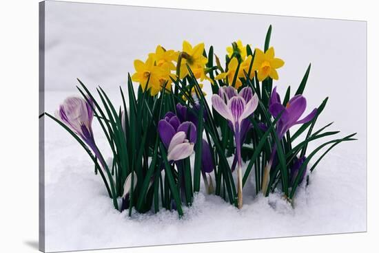 Crocuses and Daffodils in Snow-Darrell Gulin-Stretched Canvas