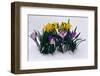 Crocuses and Daffodils in Snow-Darrell Gulin-Framed Photographic Print