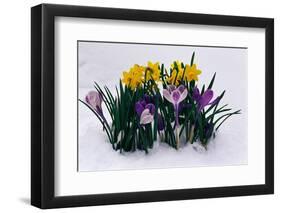 Crocuses and Daffodils in Snow-Darrell Gulin-Framed Photographic Print
