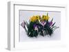 Crocuses and Daffodils in Snow-Darrell Gulin-Framed Photographic Print