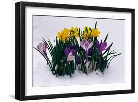 Crocuses and Daffodils in Snow-Darrell Gulin-Framed Photographic Print