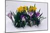 Crocuses and Daffodils in Snow-Darrell Gulin-Mounted Photographic Print