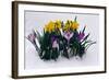 Crocuses and Daffodils in Snow-Darrell Gulin-Framed Photographic Print