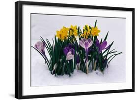 Crocuses and Daffodils in Snow-Darrell Gulin-Framed Photographic Print