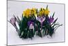 Crocuses and Daffodils in Snow-Darrell Gulin-Mounted Photographic Print