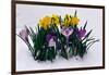 Crocuses and Daffodils in Snow-Darrell Gulin-Framed Photographic Print