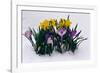 Crocuses and Daffodils in Snow-Darrell Gulin-Framed Photographic Print