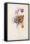 Crocuses, C.1744-Georg Dionysius Ehret-Framed Stretched Canvas