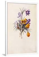 Crocuses, C.1744-Georg Dionysius Ehret-Framed Giclee Print