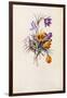 Crocuses, C.1744-Georg Dionysius Ehret-Framed Giclee Print