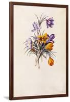 Crocuses, C.1744-Georg Dionysius Ehret-Framed Giclee Print