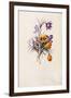 Crocuses, C.1744-Georg Dionysius Ehret-Framed Giclee Print