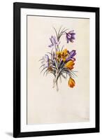 Crocuses, C.1744-Georg Dionysius Ehret-Framed Giclee Print