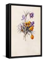 Crocuses, C.1744-Georg Dionysius Ehret-Framed Stretched Canvas