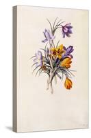 Crocuses, C.1744-Georg Dionysius Ehret-Stretched Canvas