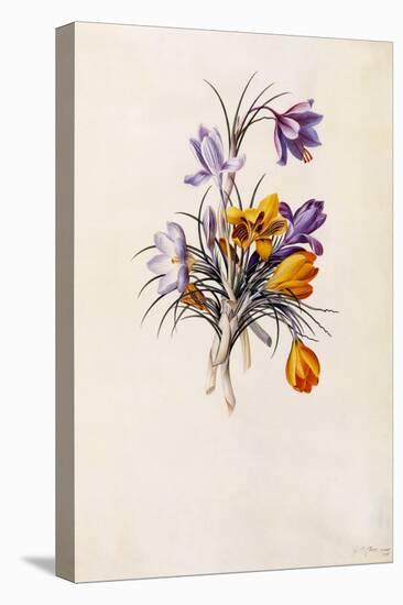 Crocuses, C.1744-Georg Dionysius Ehret-Stretched Canvas