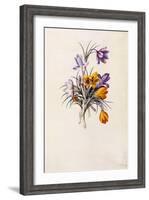 Crocuses, C.1744-Georg Dionysius Ehret-Framed Giclee Print