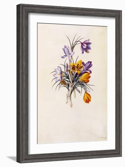 Crocuses, C.1744-Georg Dionysius Ehret-Framed Giclee Print