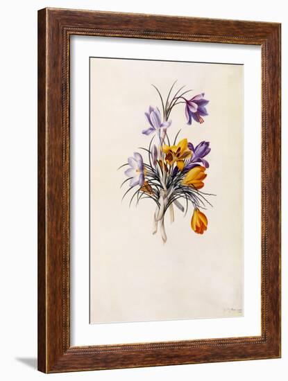 Crocuses, C.1744-Georg Dionysius Ehret-Framed Giclee Print