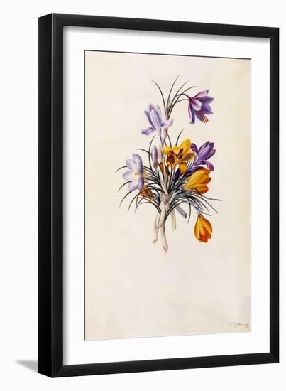 Crocuses, C.1744-Georg Dionysius Ehret-Framed Giclee Print