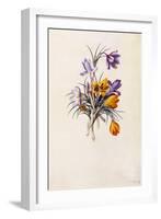 Crocuses, C.1744-Georg Dionysius Ehret-Framed Giclee Print