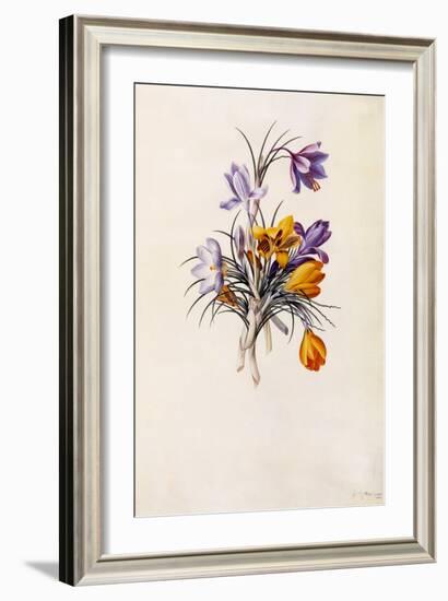 Crocuses, C.1744-Georg Dionysius Ehret-Framed Giclee Print