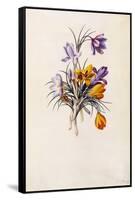 Crocuses, C.1744-Georg Dionysius Ehret-Framed Stretched Canvas