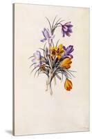 Crocuses, C.1744-Georg Dionysius Ehret-Stretched Canvas