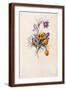Brown Frame