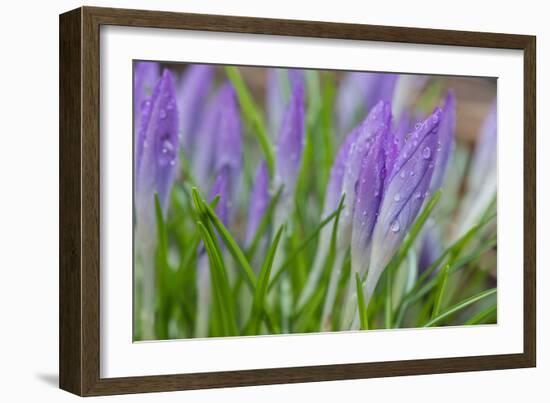 Crocuses Closed Up Between Showers on an Early Spring Day Covered in Water Drops Melted Snow-Yon Marsh-Framed Photographic Print