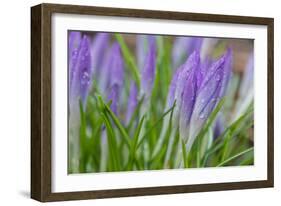 Crocuses Closed Up Between Showers on an Early Spring Day Covered in Water Drops Melted Snow-Yon Marsh-Framed Photographic Print