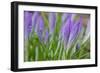 Crocuses Closed Up Between Showers on an Early Spring Day Covered in Water Drops Melted Snow-Yon Marsh-Framed Photographic Print