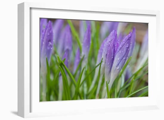 Crocuses Closed Up Between Showers on an Early Spring Day Covered in Water Drops Melted Snow-Yon Marsh-Framed Photographic Print