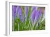 Crocuses Closed Up Between Showers on an Early Spring Day Covered in Water Drops Melted Snow-Yon Marsh-Framed Photographic Print