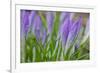 Crocuses Closed Up Between Showers on an Early Spring Day Covered in Water Drops Melted Snow-Yon Marsh-Framed Photographic Print