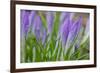 Crocuses Closed Up Between Showers on an Early Spring Day Covered in Water Drops Melted Snow-Yon Marsh-Framed Photographic Print