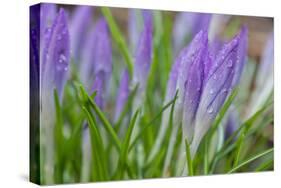 Crocuses Closed Up Between Showers on an Early Spring Day Covered in Water Drops Melted Snow-Yon Marsh-Stretched Canvas