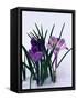 Crocuses in Snow-Darrell Gulin-Framed Stretched Canvas