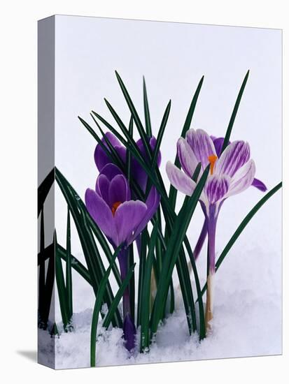 Crocuses in Snow-Darrell Gulin-Stretched Canvas