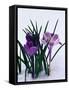 Crocuses in Snow-Darrell Gulin-Framed Stretched Canvas