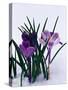 Crocuses in Snow-Darrell Gulin-Stretched Canvas