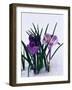 Crocuses in Snow-Darrell Gulin-Framed Photographic Print