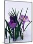 Crocuses in Snow-Darrell Gulin-Mounted Photographic Print