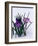 Crocuses in Snow-Darrell Gulin-Framed Photographic Print