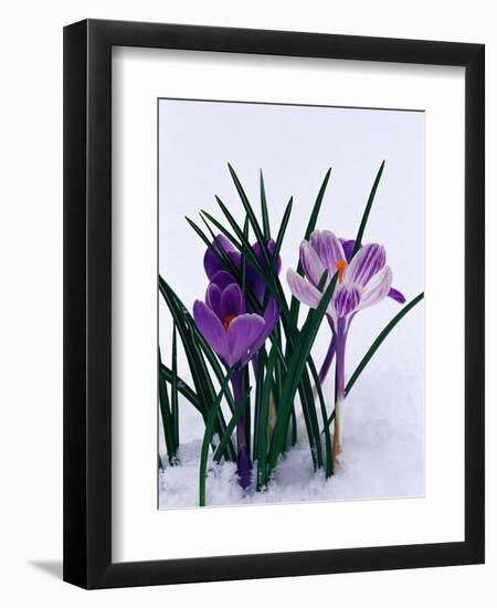 Crocuses in Snow-Darrell Gulin-Framed Photographic Print