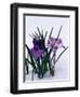 Crocuses in Snow-Darrell Gulin-Framed Photographic Print