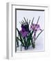 Crocuses in Snow-Darrell Gulin-Framed Photographic Print